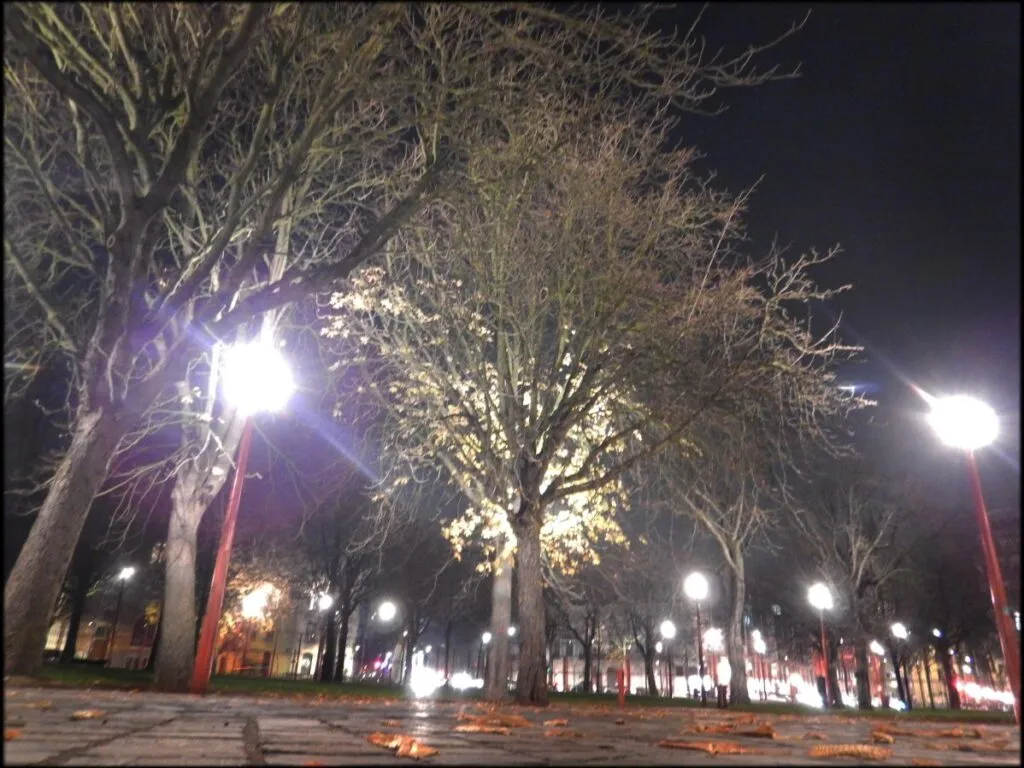 Efecto de la contaminación lumínica en los árboles de una ciudad